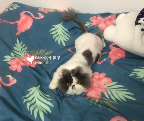 以猫吃牛肉补充什么？（猫的肉食补充需求及牛肉的益处）(图2)