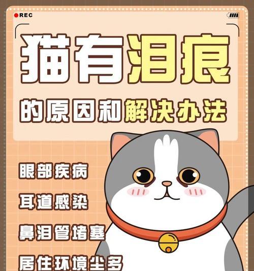 为什么养猫要养10年？（探索长期养猫的好处及责任）(图3)