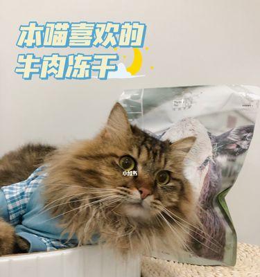 以猫吃牛肉补充什么？（猫的肉食补充需求及牛肉的益处）(图1)