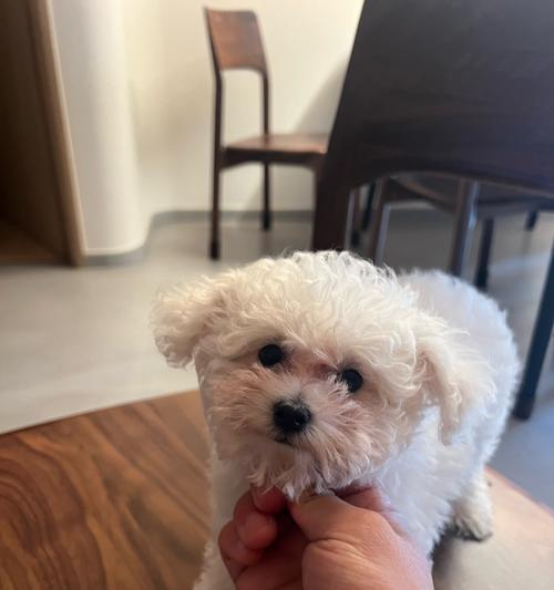 两个月大比熊疫苗接种指南（保护你的宠物免受疾病侵害，关注比熊的健康需求）(图2)