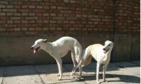 公狗配种的最佳时机及注意事项（了解公狗的配种周期与适宜年龄，提供最佳的繁殖效果）(图2)