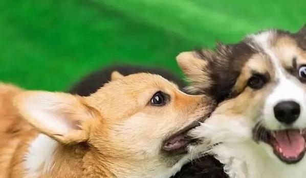 公狗配种的最佳时机及注意事项（了解公狗的配种周期与适宜年龄，提供最佳的繁殖效果） - 悠悠酷狗网