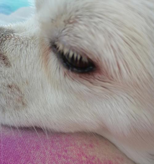 狗狗得了结膜炎，你需要了解的一切（狗狗结膜炎的症状、治疗和预防方法）(图1)