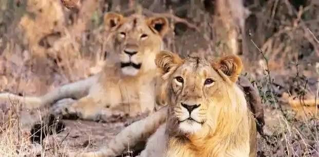 近亲繁殖是否适合作为宠物的繁育方式（探讨近亲繁殖对宠物健康和遗传的影响）(图1)