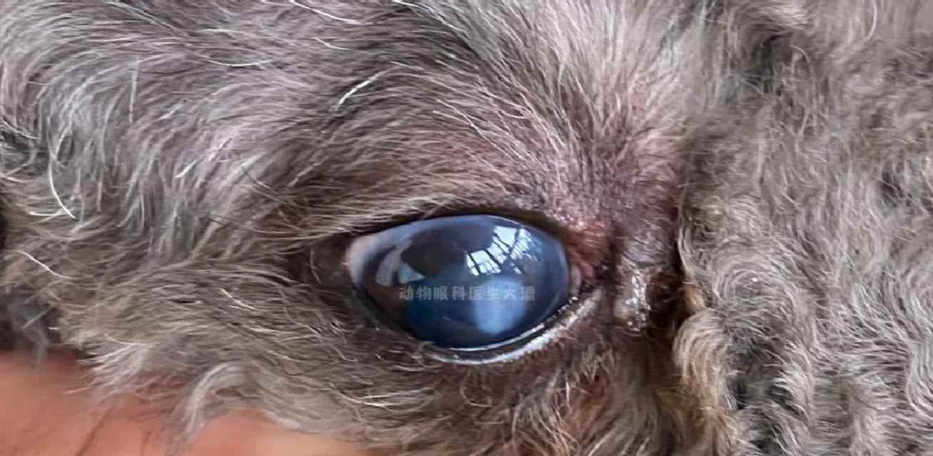狗狗得了结膜炎，你需要了解的一切（狗狗结膜炎的症状、治疗和预防方法）(图2)
