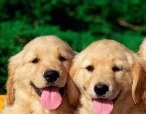 近亲繁殖是否适合作为宠物的繁育方式（探讨近亲繁殖对宠物健康和遗传的影响）(图2)