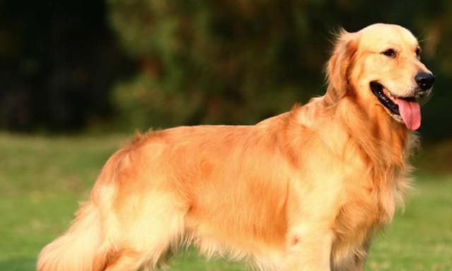 近亲繁殖是否适合作为宠物的繁育方式（探讨近亲繁殖对宠物健康和遗传的影响）(图3)