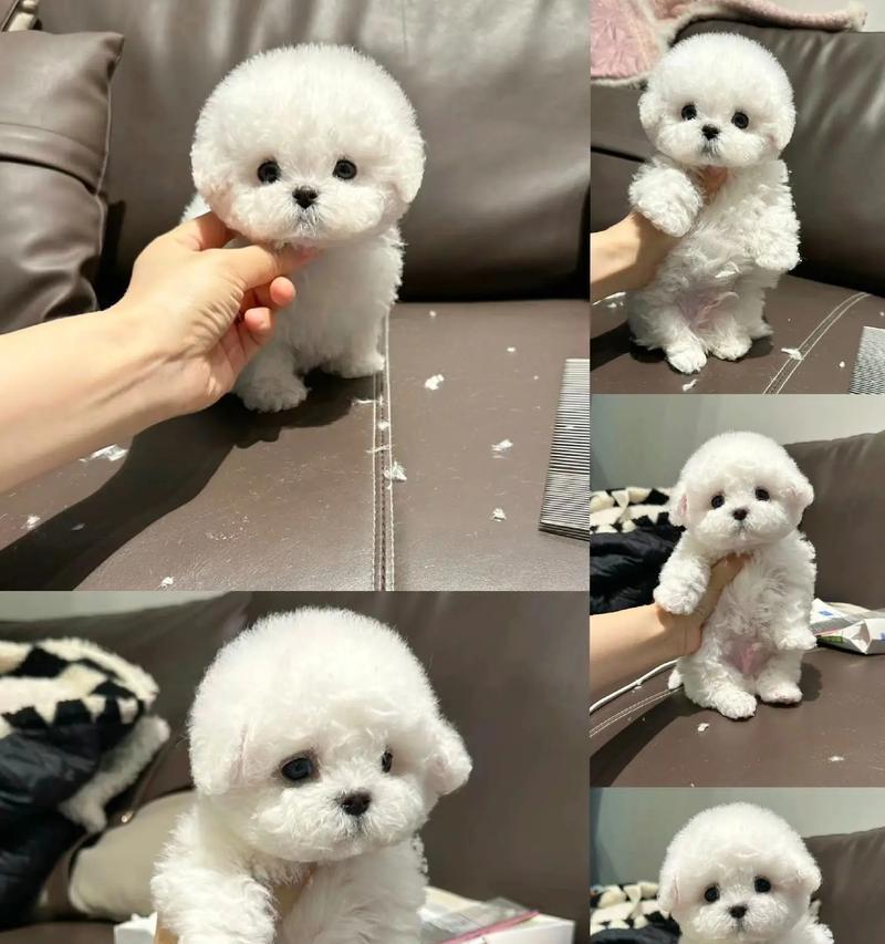 两个月大比熊疫苗接种指南（保护你的宠物免受疾病侵害，关注比熊的健康需求）(图3)