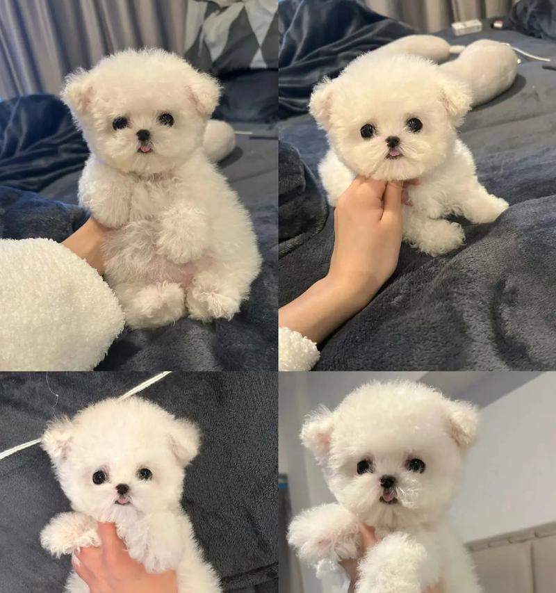 两个月大比熊疫苗接种指南（保护你的宠物免受疾病侵害，关注比熊的健康需求） - 悠悠酷狗网