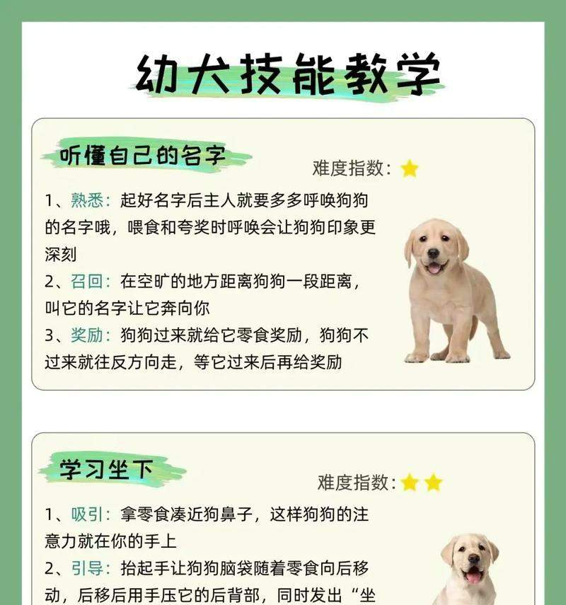 为你的狗取个好名字（探寻狗名字的选择原则及灵感来源）(图3)