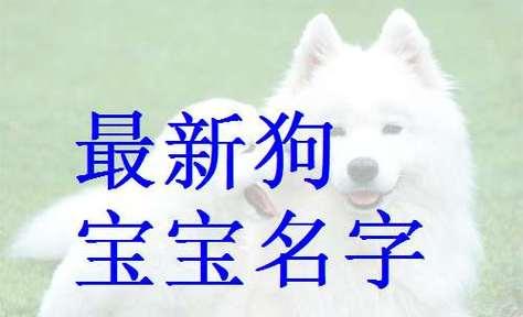 为你的狗取个好名字（探寻狗名字的选择原则及灵感来源） - 悠悠酷狗网