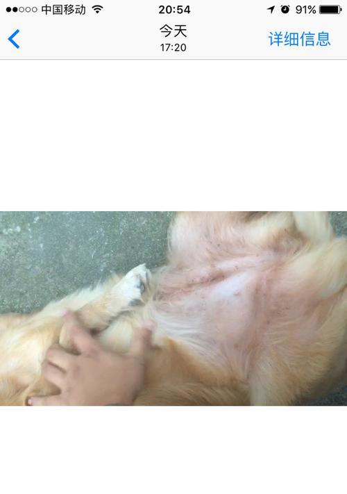 金毛配种后二十天的详细反应与照护指南 - 悠悠酷狗网