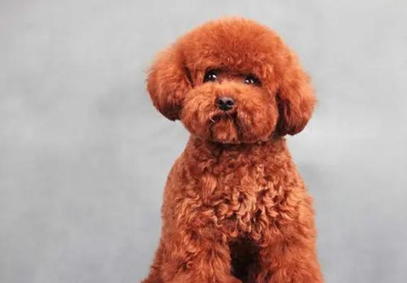 泰迪犬全面指南:外貌、性格与养护技巧分析(图2) 泰迪犬全面指南:外貌、性格与养护技巧分析(图2)