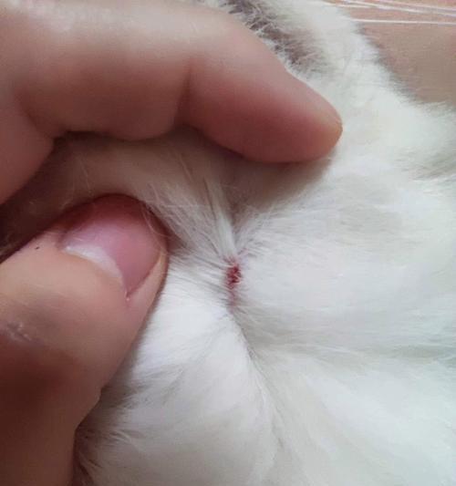 小猫咪的魅力与习性全面解析，了解宠物新奥秘 - 悠悠酷狗网