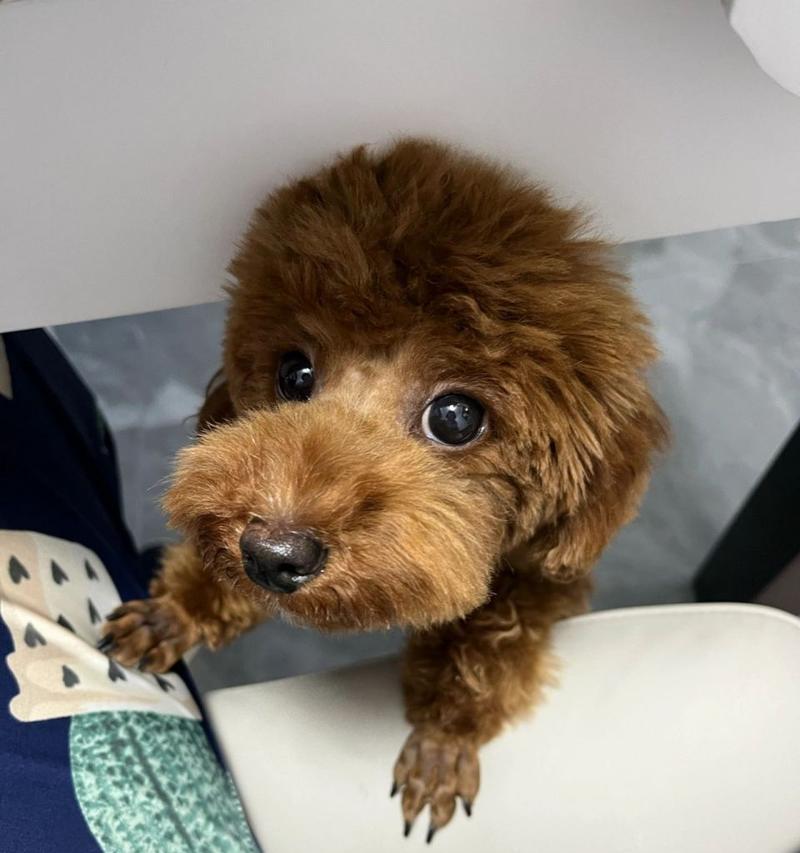 泰迪犬全面指南:外貌、性格与养护技巧分析(图3) 泰迪犬全面指南:外貌、性格与养护技巧分析(图3)