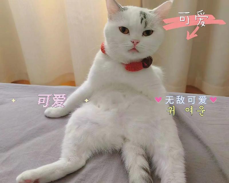 小猫咪的魅力与习性全面解析，了解宠物新奥秘(图3)