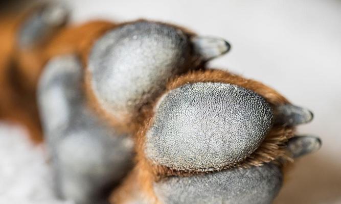 狗爪过长的危害与科学保养方法详解 - 悠悠酷狗网