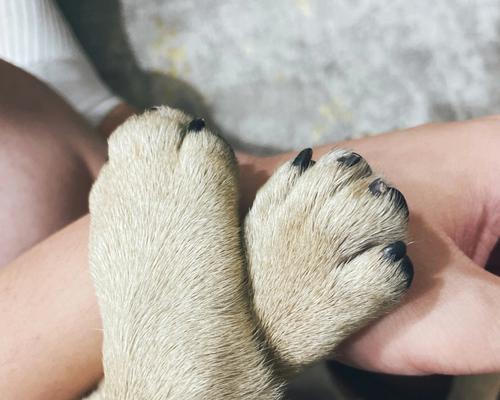 狗爪过长的危害与科学保养方法详解(图3)