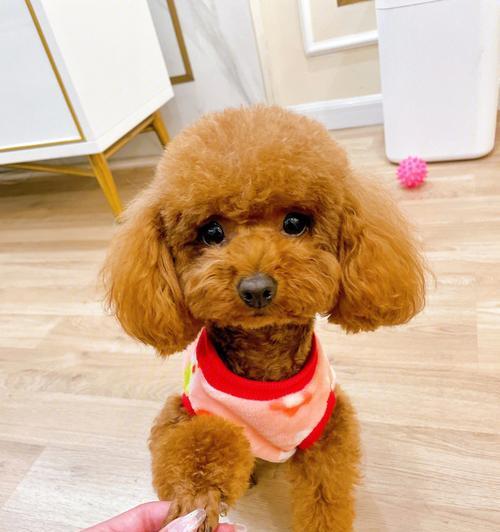 泰迪犬全面指南：外貌、性格与养护技巧分析 - 悠悠酷狗网