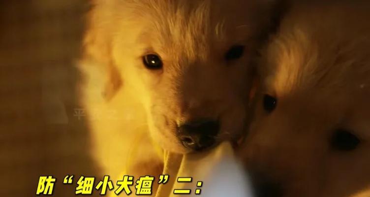 金毛犬瘟期间的饮食禁忌指南,保护宠物健康(图3) 金毛犬瘟期间的饮食禁忌指南,保护宠物健康(图3)