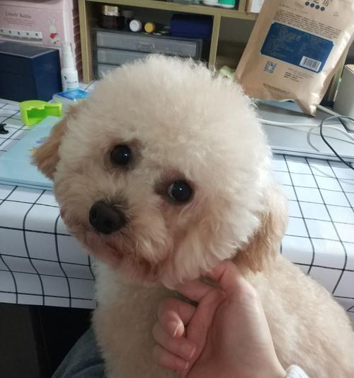 比熊后代小型犬品种全解析，萌趣十足的宠物选择 - 悠悠酷狗网