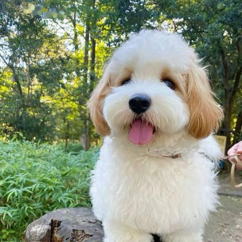 比熊后代小型犬品种全解析,萌趣十足的宠物选择(图3) 比熊后代小型犬品种全解析,萌趣十足的宠物选择(图3)