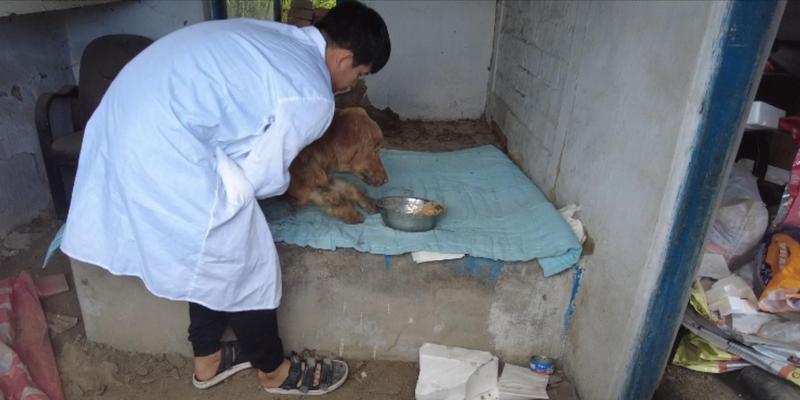金毛犬瘟期间的饮食禁忌指南,保护宠物健康(图1) 金毛犬瘟期间的饮食禁忌指南,保护宠物健康(图1)
