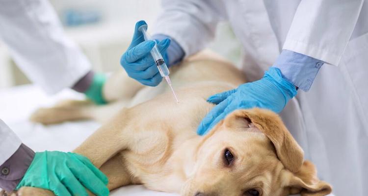 金毛犬瘟期间的饮食禁忌指南,保护宠物健康(图2) 金毛犬瘟期间的饮食禁忌指南,保护宠物健康(图2)