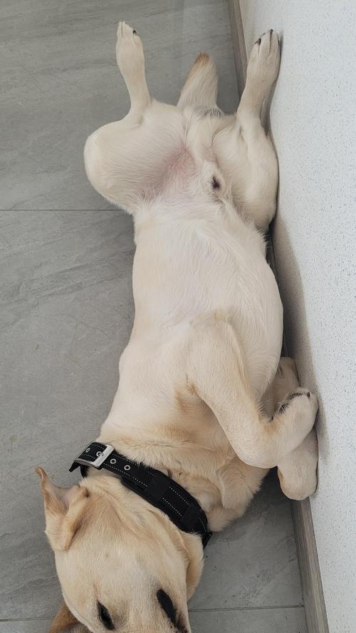 狗喜欢四脚朝天的原因与健康益处详解(图1)