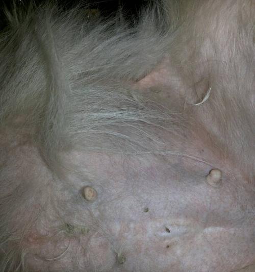 金毛配种后二十天的详细反应与照护指南(图3)