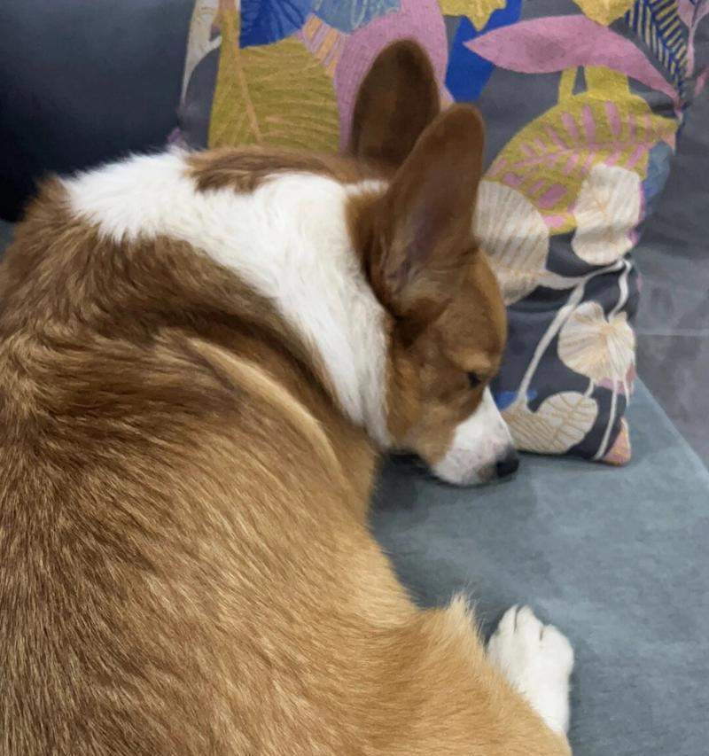 狗喜欢四脚朝天的原因与健康益处详解(图2)