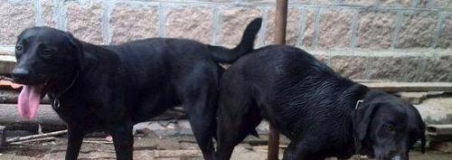 金毛配种后二十天的详细反应与照护指南(图2)