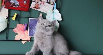 英短猫绝育的多重益处及对健康和环境的正面影响(图1)