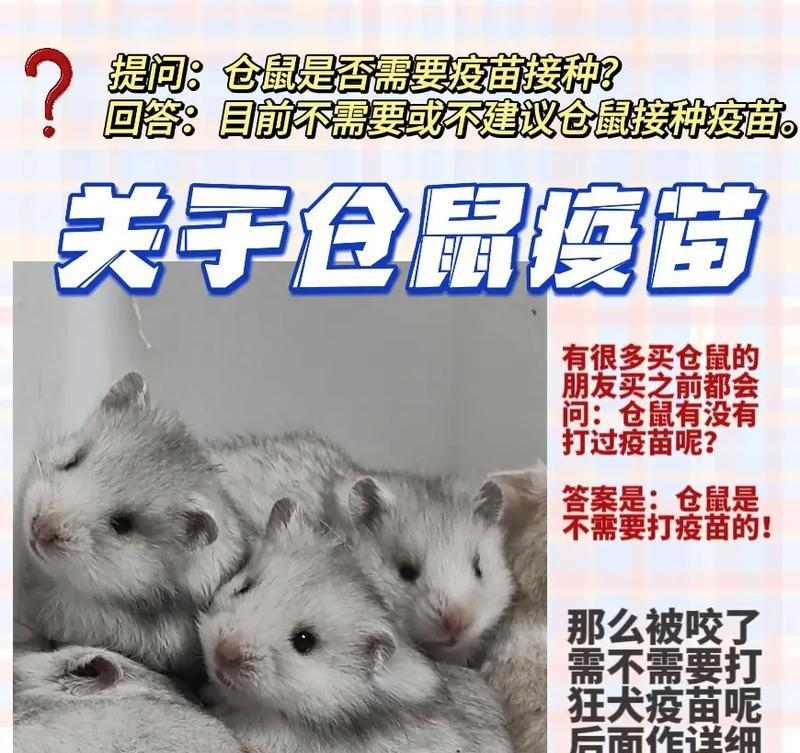 如何有效预防仓鼠咬人，建立和谐主人宠物关系(图1)