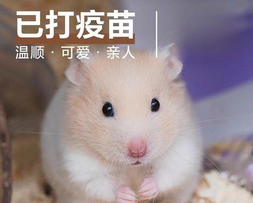 如何有效预防仓鼠咬人，建立和谐主人宠物关系(图3)