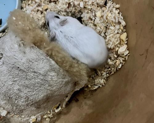 如何有效预防仓鼠咬人，建立和谐主人宠物关系(图2)