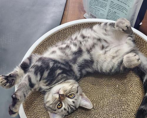 英短猫绝育的多重益处及对健康和环境的正面影响(图2)