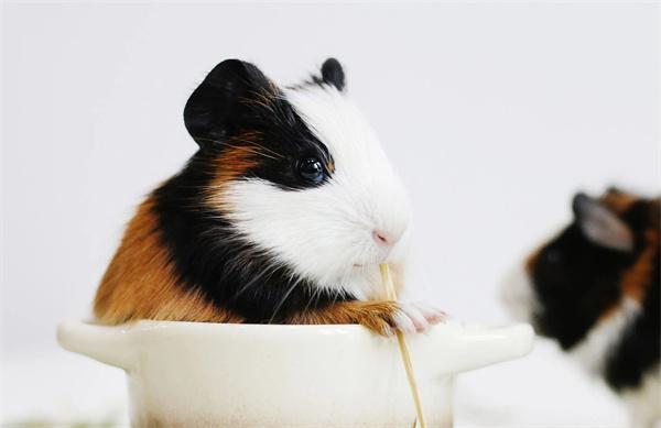 荷兰猪的常见疾病和症状表现(图1)