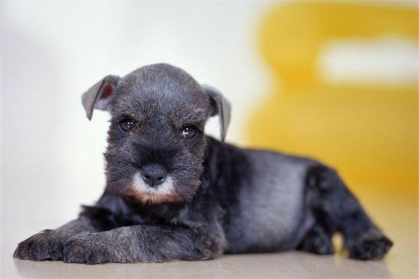 如何预防狗狗耳螨病? 如何预防狗狗耳螨病?(图1)