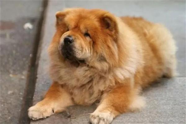 秋田犬为什么会被列为禁养犬? 秋田犬是禁养犬吗?(图2)