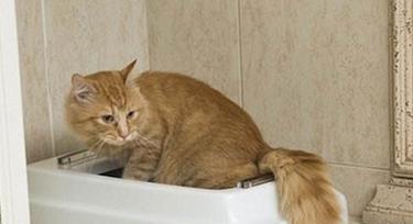 小奶猫不拉屎的原因与解决方法详解(图1)