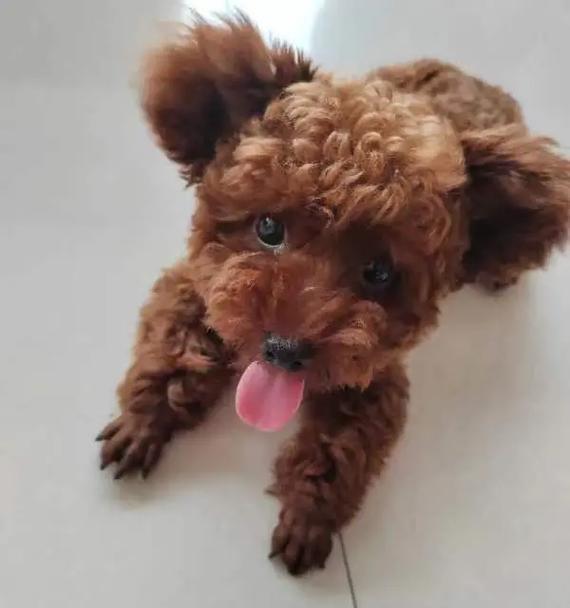 泰迪狗五个月八斤重是否正常，成长规律全解析 - 悠悠酷狗网