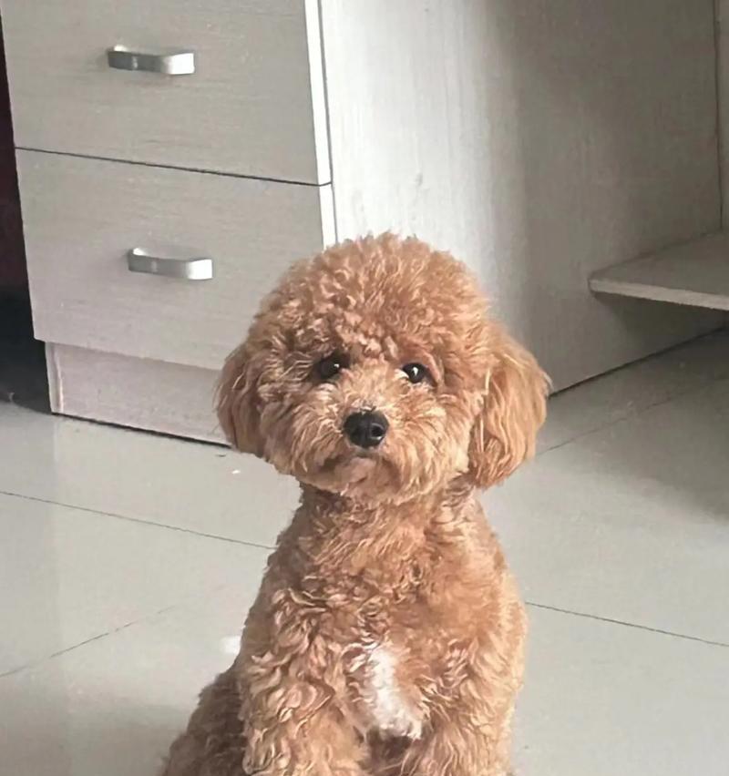 泰迪狗五个月八斤重是否正常，成长规律全解析(图2)