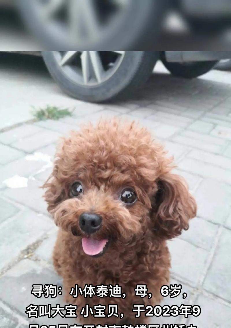 泰迪狗五个月八斤重是否正常，成长规律全解析(图3)