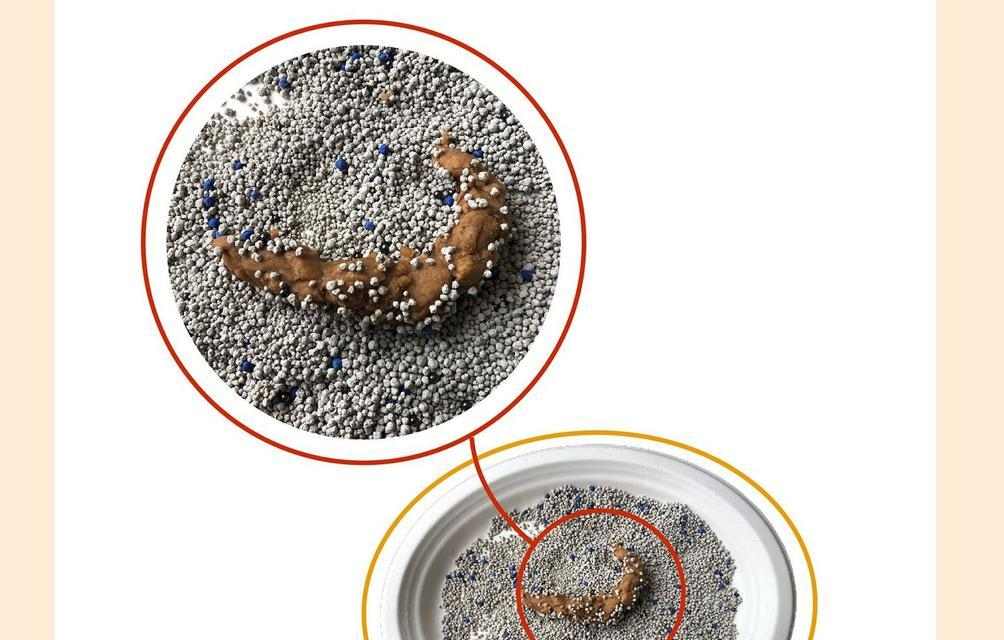 小奶猫不拉屎的原因与解决方法详解(图3)