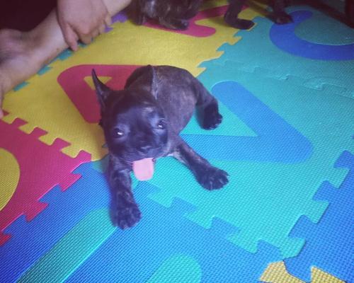 法斗换牙期护理指南:健康成长的关键步骤(图2) 法斗换牙期护理指南:健康成长的关键步骤(图2)