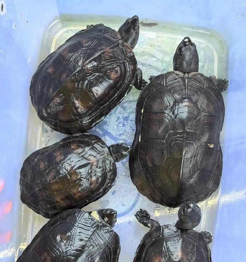 粗劲龟全方位解析:神秘古老的生物世界探索(图3) 粗劲龟全方位解析:神秘古老的生物世界探索(图3)