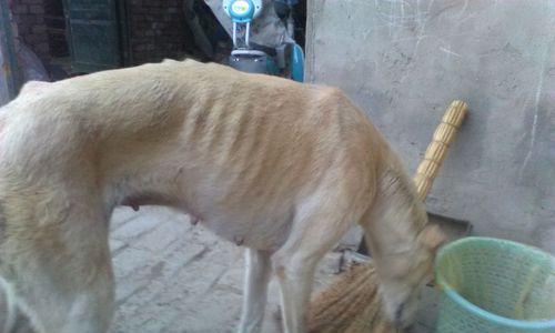 狗流产原因与预防措施，守护母犬健康的关键指南 - 悠悠酷狗网