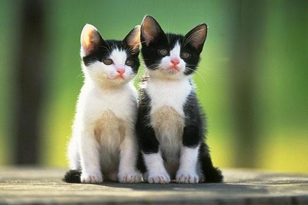 犬猫疖及疖病 - 悠悠酷狗网