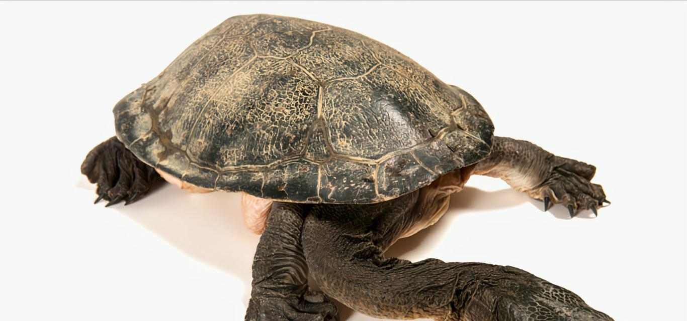 粗劲龟全方位解析:神秘古老的生物世界探索(图1) 粗劲龟全方位解析:神秘古老的生物世界探索(图1)